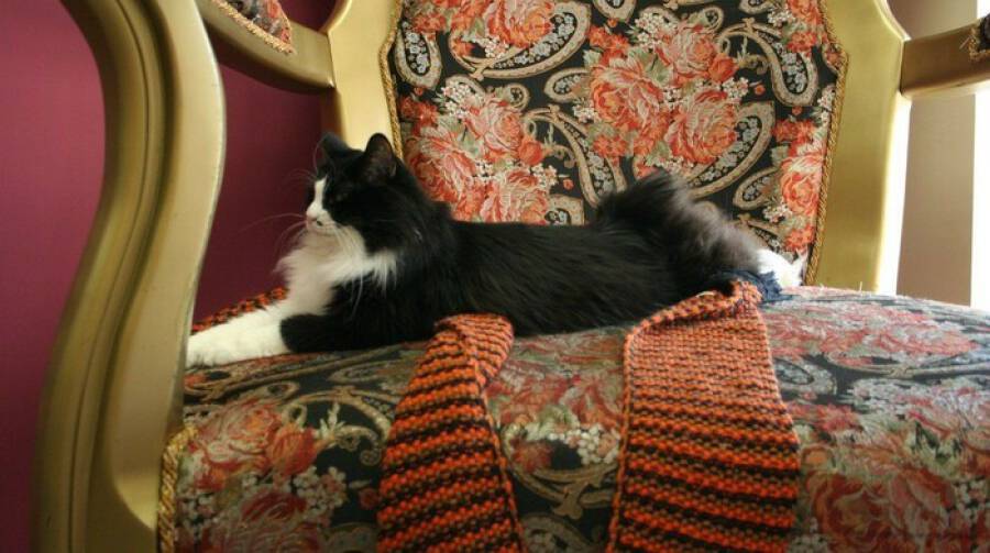 Кто такой Кот Казанский?