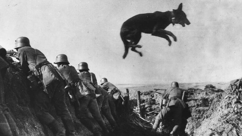 Как собаки порвали полк фашистов