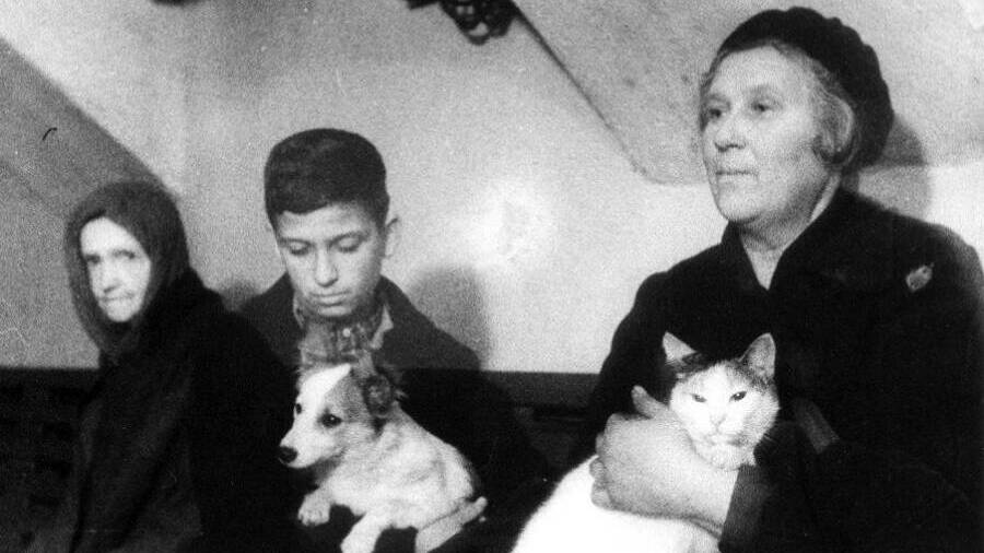 Кошки блокадного Ленинграда