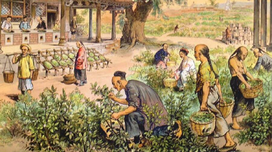 Краткий курс истории. Чайный мир