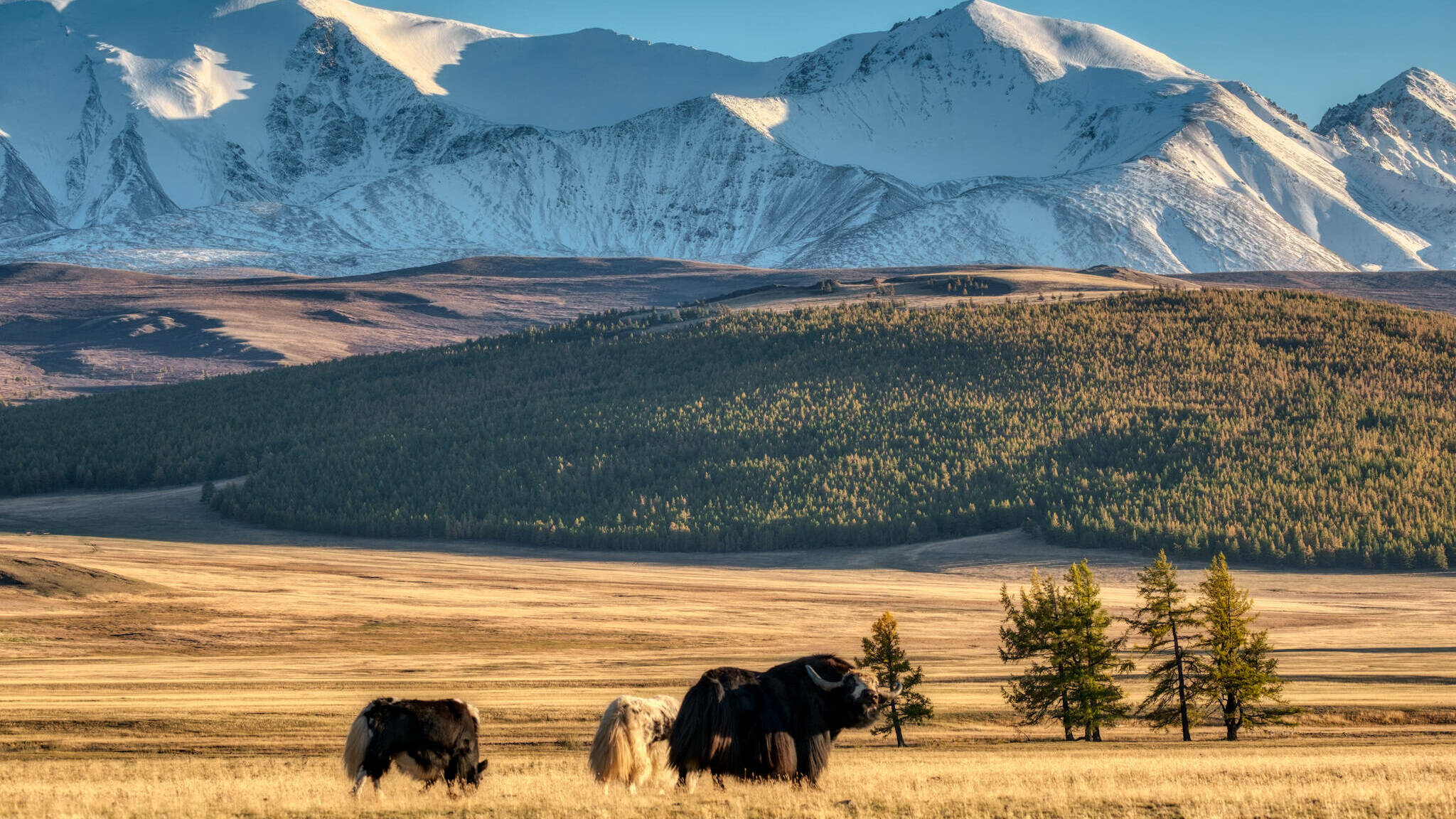 Край серебряных рек и золотых курганов. Республика Тыва
