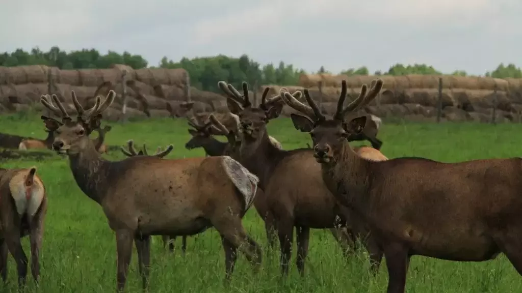 Лучше один раз увидеть…