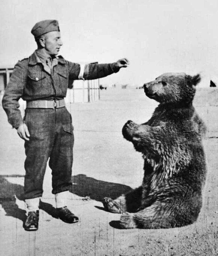 Войтек и сослуживцы. 