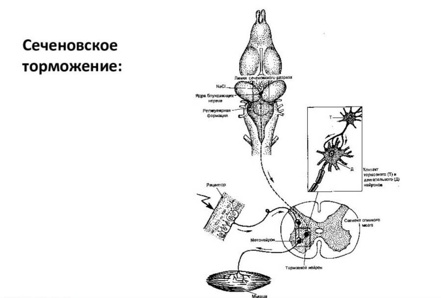 Схема «сеченовского торможения». 