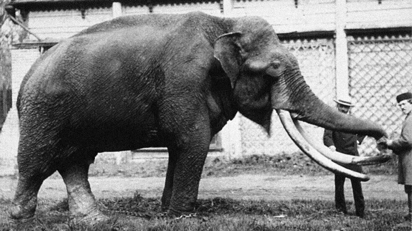 Организован Московский зоопарк