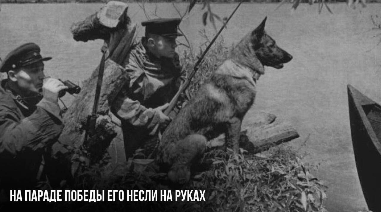 На Параде Победы его несли на руках