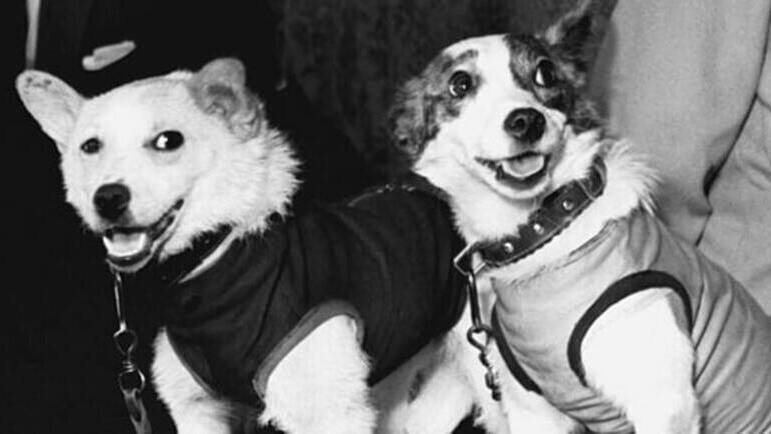 Собаки-космонавты – первые животные, совершившие орбитальный космический полет, вернулись и улыбались