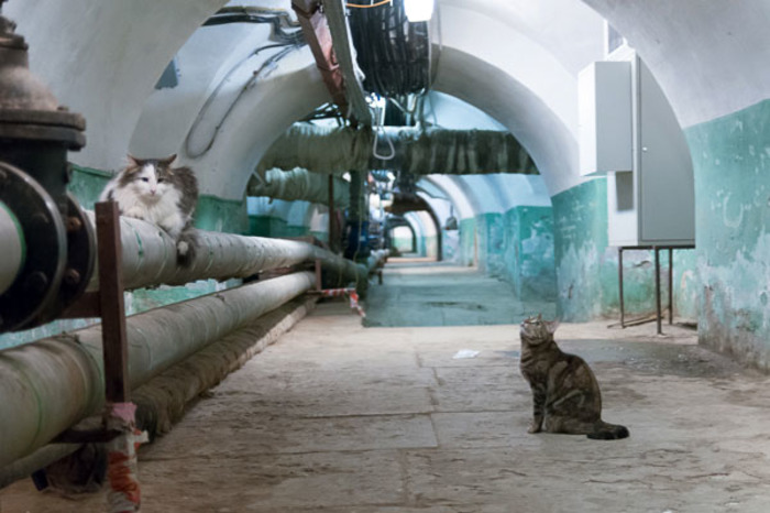 Хвостатые защитники Эрмитажа